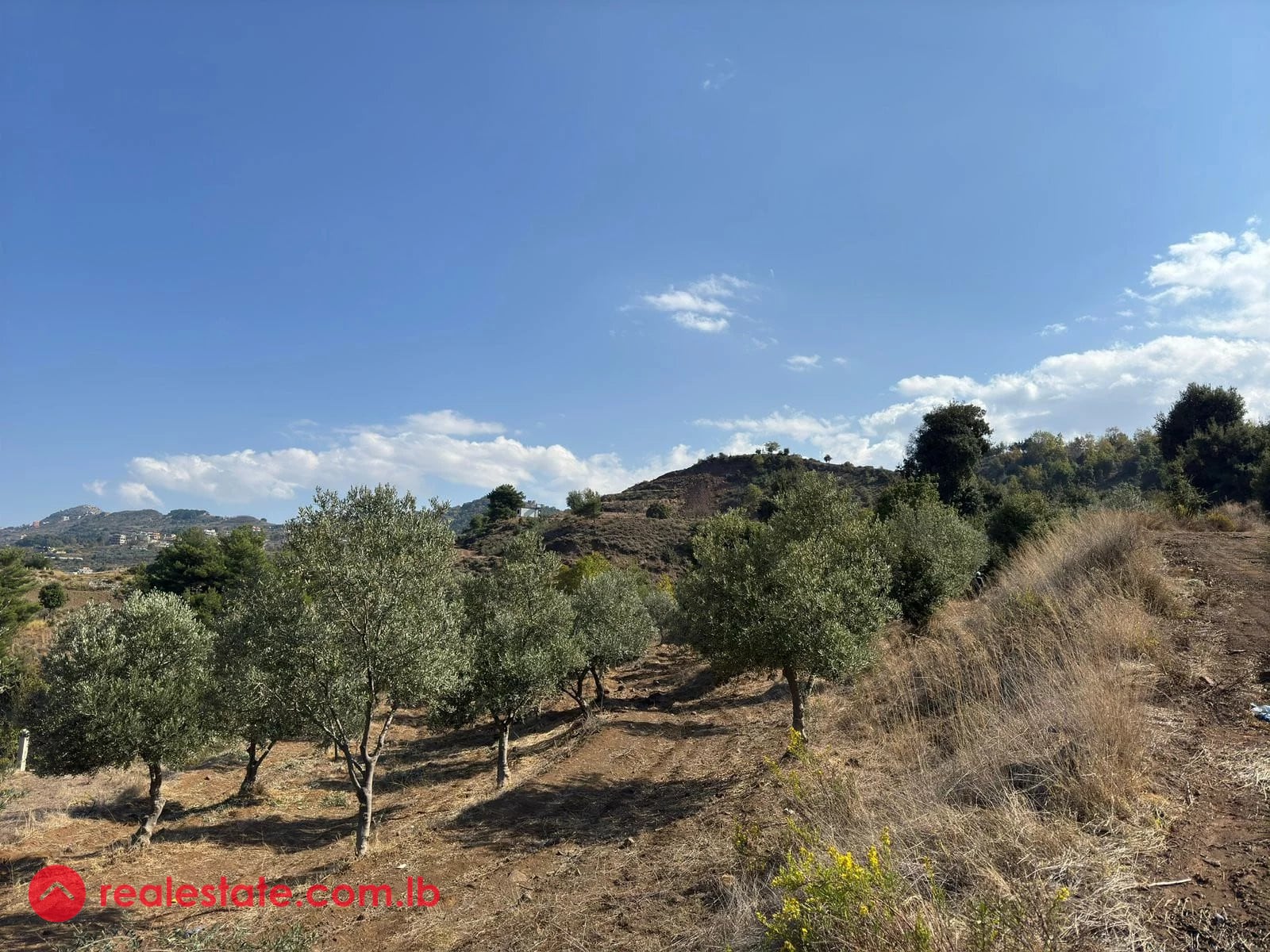 Scenic Land with Mature Olive Grove & Stunning Views in Heart of Akkar — Hub Realtors