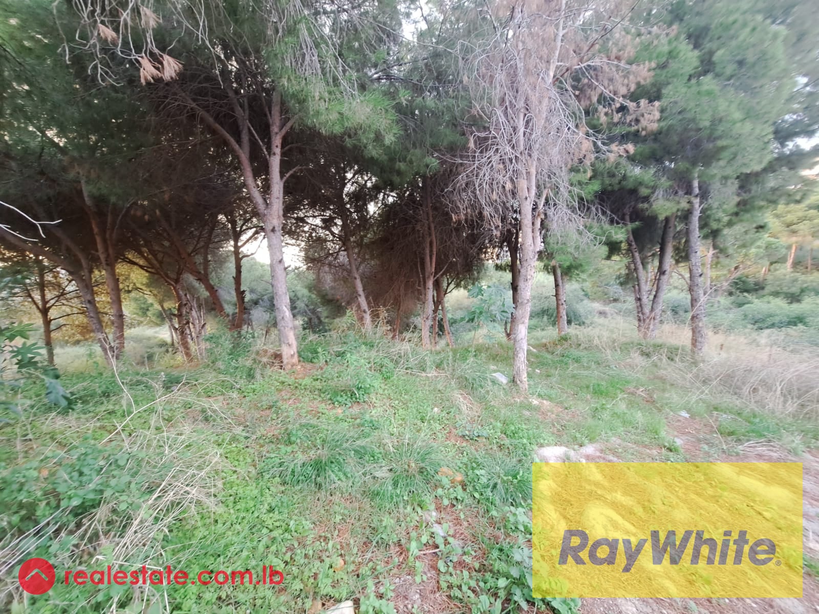 For sale 1200m2 Land in prime Ain Aar 25/50 — Hub Realtors
